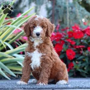 Chico, Miniature Poodle Puppy