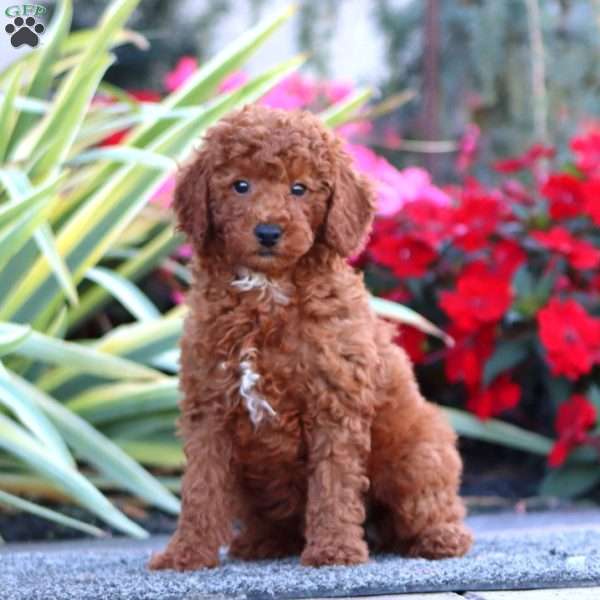 Chip, Miniature Poodle Puppy