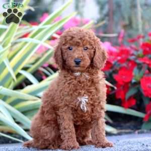 Chip, Miniature Poodle Puppy