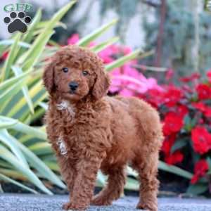 Chip, Miniature Poodle Puppy