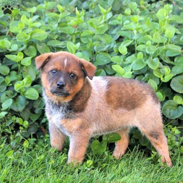 Chipper, Blue Heeler – Australian Cattle Dog Puppy