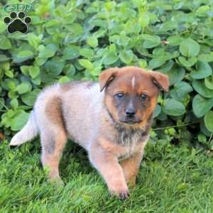 Chipper, Blue Heeler – Australian Cattle Dog Puppy