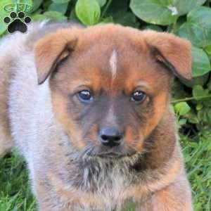 Chipper, Blue Heeler – Australian Cattle Dog Puppy