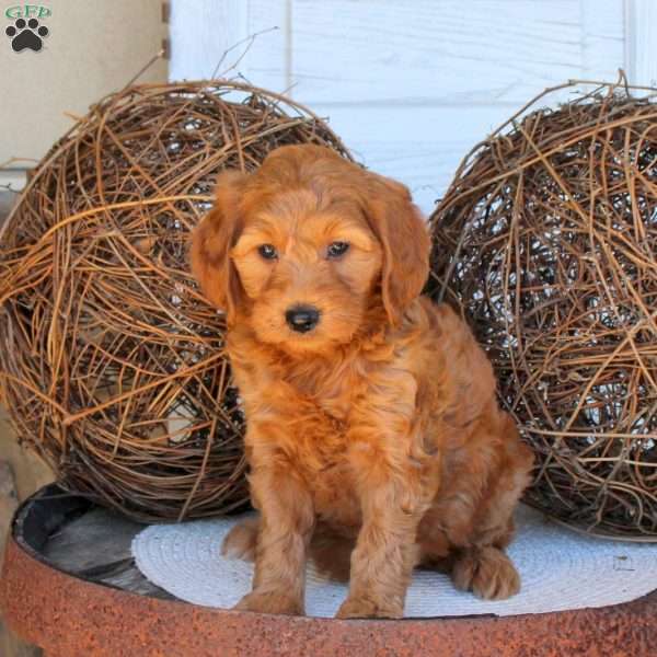 Chloe, Mini Goldendoodle Puppy