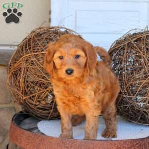 Chloe, Mini Goldendoodle Puppy