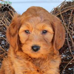 Chloe, Mini Goldendoodle Puppy