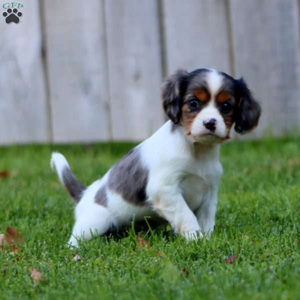 Chocolate, Cavapoo Puppy