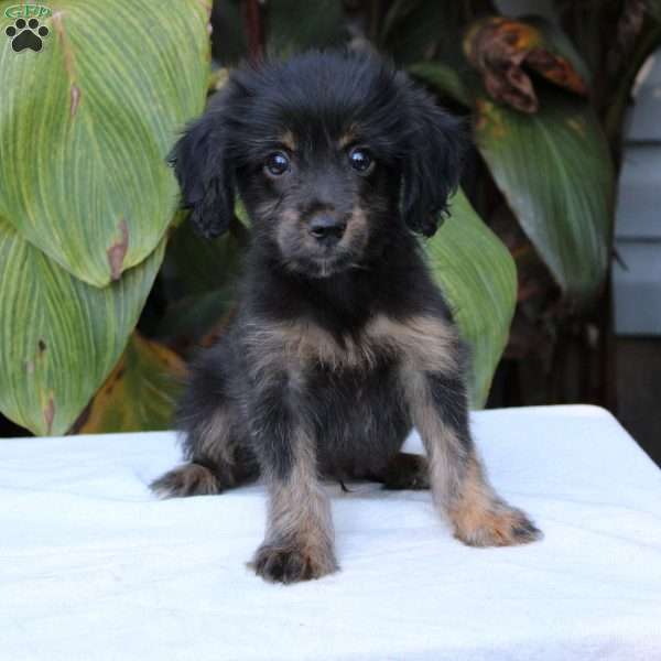 Chocolate, Chihuahua Mix Puppy