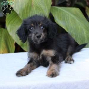 Chocolate, Chihuahua Mix Puppy