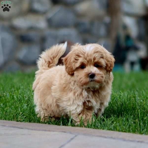 Christopher, Maltipoo Puppy