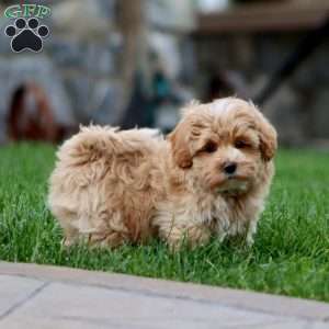 Christopher, Maltipoo Puppy