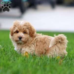 Christopher, Maltipoo Puppy