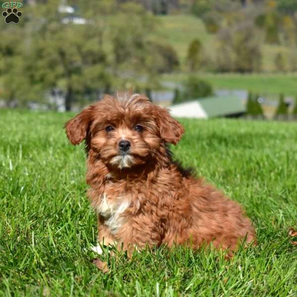 Cider, Cavapoo Puppy