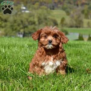Cider, Cavapoo Puppy