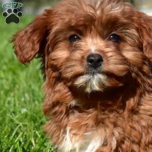 Cider, Cavapoo Puppy