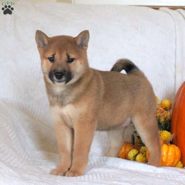 Cindy, Shiba Inu Puppy