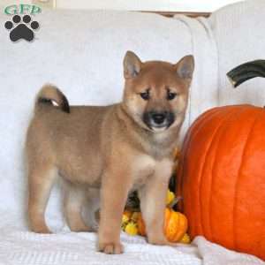 Cindy, Shiba Inu Puppy