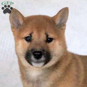 Cindy, Shiba Inu Puppy