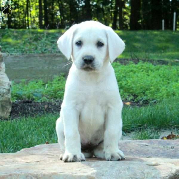 Cinnamon, Yellow Labrador Retriever Puppy