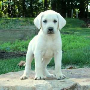 Cinnamon, Yellow Labrador Retriever Puppy