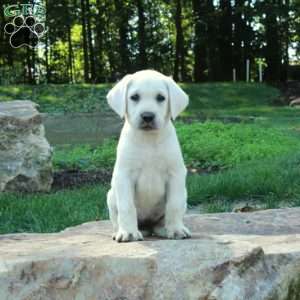 Cinnamon, Yellow Labrador Retriever Puppy