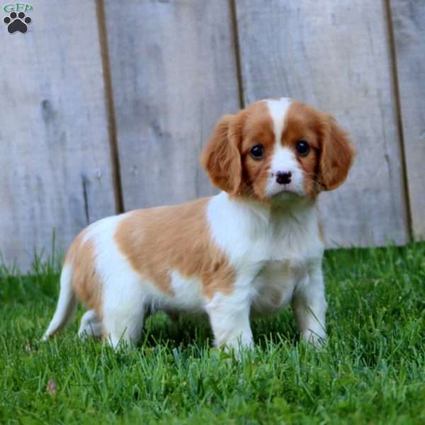 Cinnamon, Cavapoo Puppy