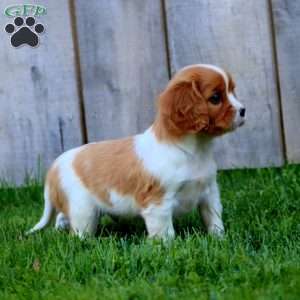 Cinnamon, Cavapoo Puppy