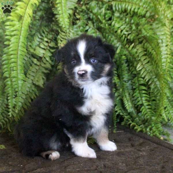 Claire, Miniature Australian Shepherd Puppy
