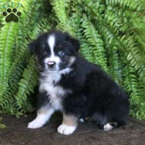 Claire, Miniature Australian Shepherd Puppy