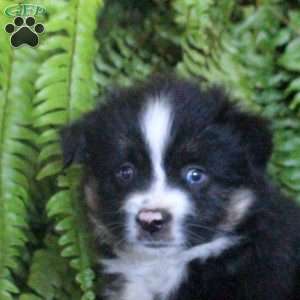 Claire, Miniature Australian Shepherd Puppy