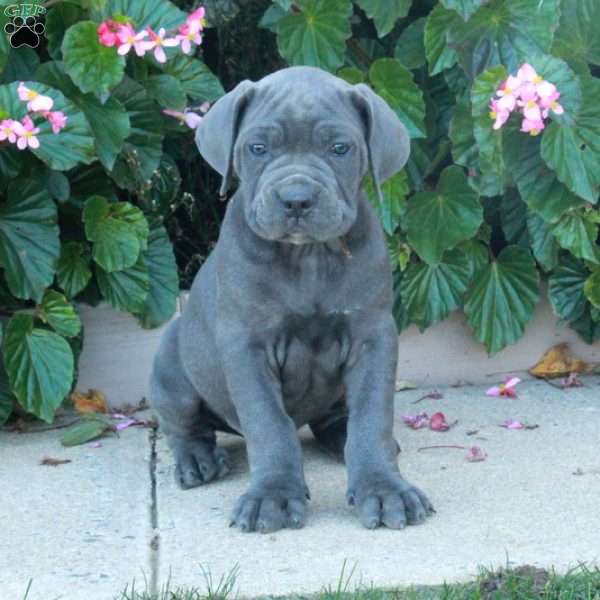 Clancy, Cane Corso Puppy