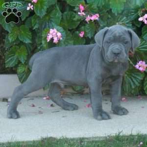 Clancy, Cane Corso Puppy