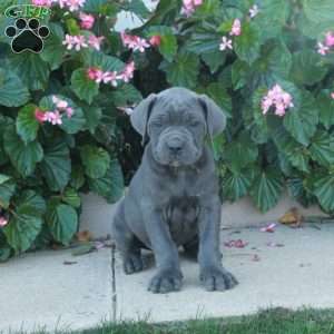 Clancy, Cane Corso Puppy