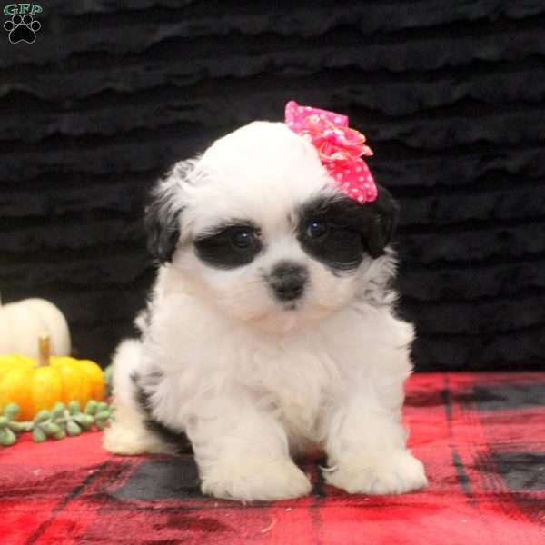 Clara, Teddy Bear Puppy