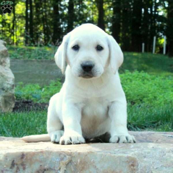 Clara, Yellow Labrador Retriever Puppy