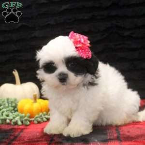 Clara, Teddy Bear Puppy