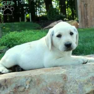 Clara, Yellow Labrador Retriever Puppy