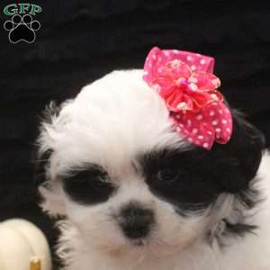 Clara, Teddy Bear Puppy