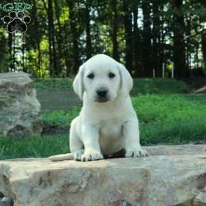 Clara, Yellow Labrador Retriever Puppy