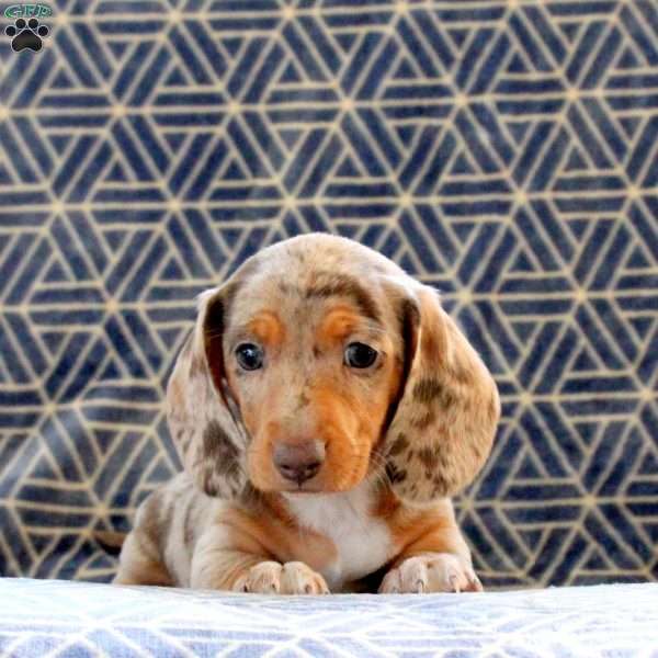 Clementine, Dachshund Puppy