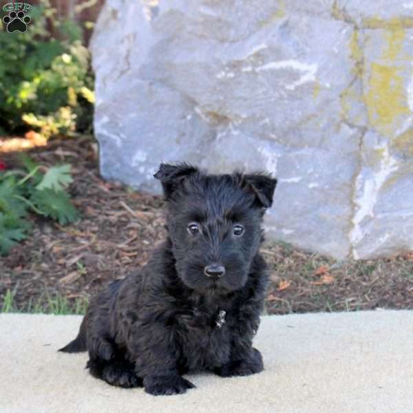 Clementine, Scottish Terrier Puppy