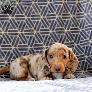 Clementine, Dachshund Puppy