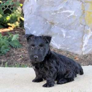 Clementine, Scottish Terrier Puppy
