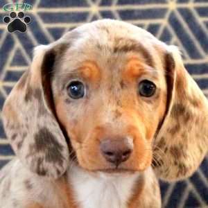 Clementine, Dachshund Puppy