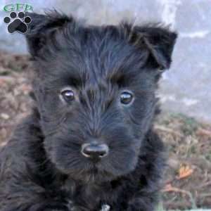Clementine, Scottish Terrier Puppy