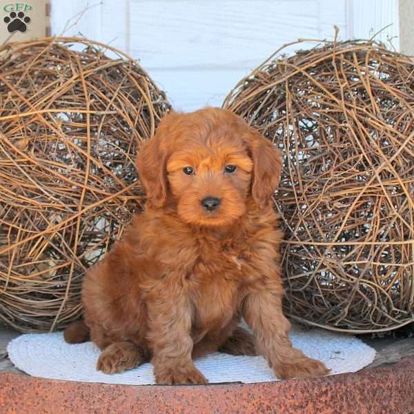 Cleo, Mini Goldendoodle Puppy