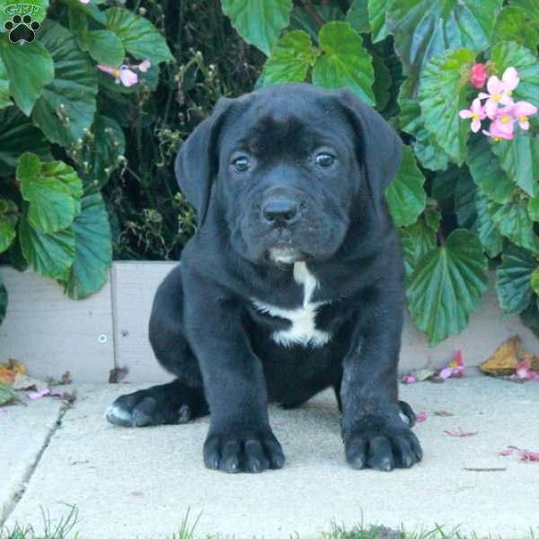 Cleo, Cane Corso Puppy