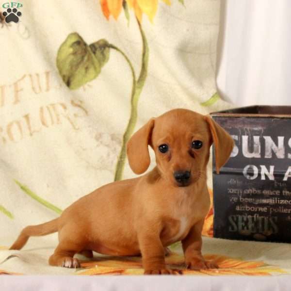 Cleo, Dachshund Puppy