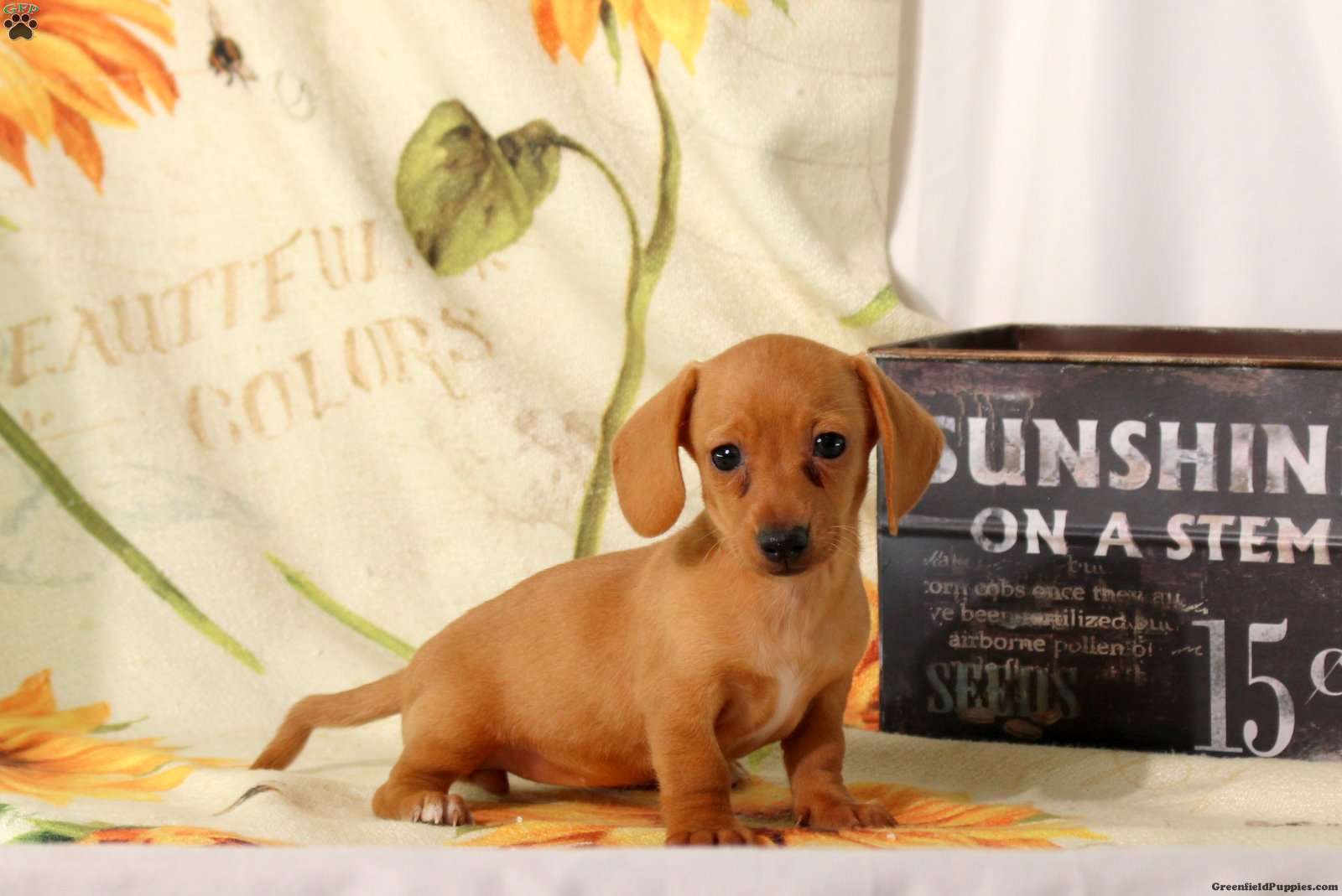 Cleo (Dachshund, Female) in Ephrata, PA