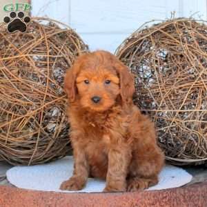 Cleo, Mini Goldendoodle Puppy